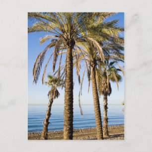 Palmen am Strand von Marbella Postkarte