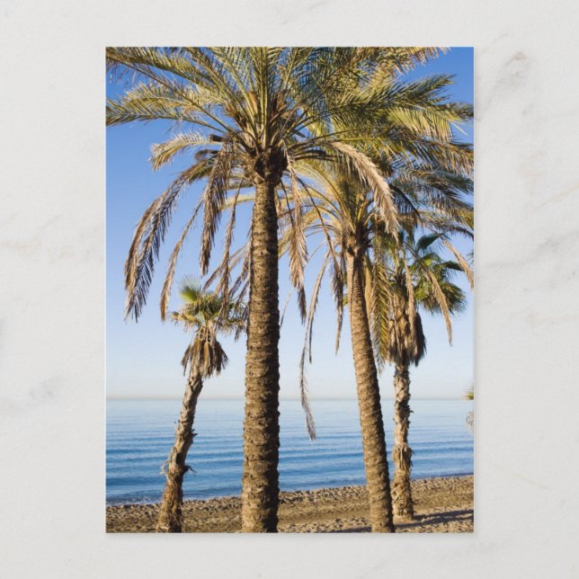 Palmen am Strand von Marbella Postkarte (Vorderseite)