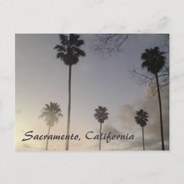 Palmen bei Sonnenuntergang Postkarte (Vorderseite)