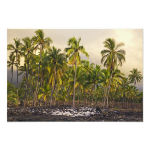 Palmen, National Historic Park Pu'uhonua o Fotodruck
