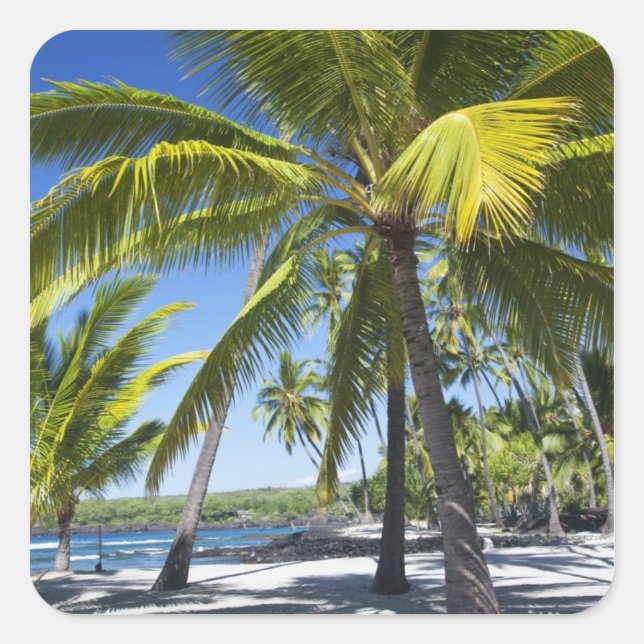 Palmen, National Historic Park Pu'uhonua o Quadratischer Aufkleber (Vorderseite)