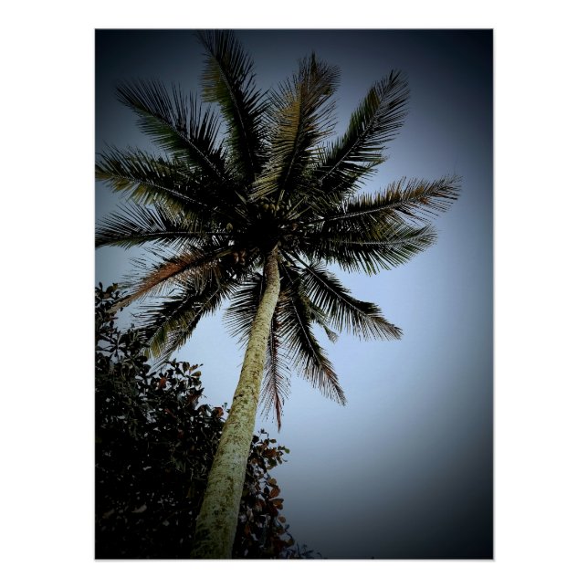 Palmen Poster (Vorderseite)