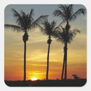 Palmen und Sonnenuntergang, Mindil Beach Quadratischer Aufkleber