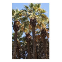 Palmen zur Erweiterung des Fotos