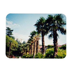 Palmenallee des Botanischen Gartens von Nikitsky i Magnet