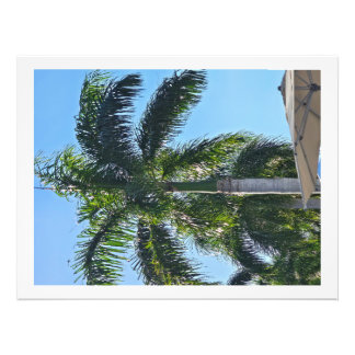 Palmenbaum Druck
