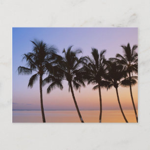 Palmenbaum, Morgen Postkarte