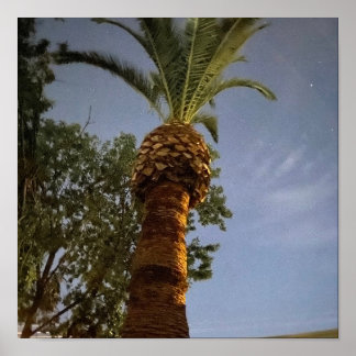 Palmenbaum 🌴  poster