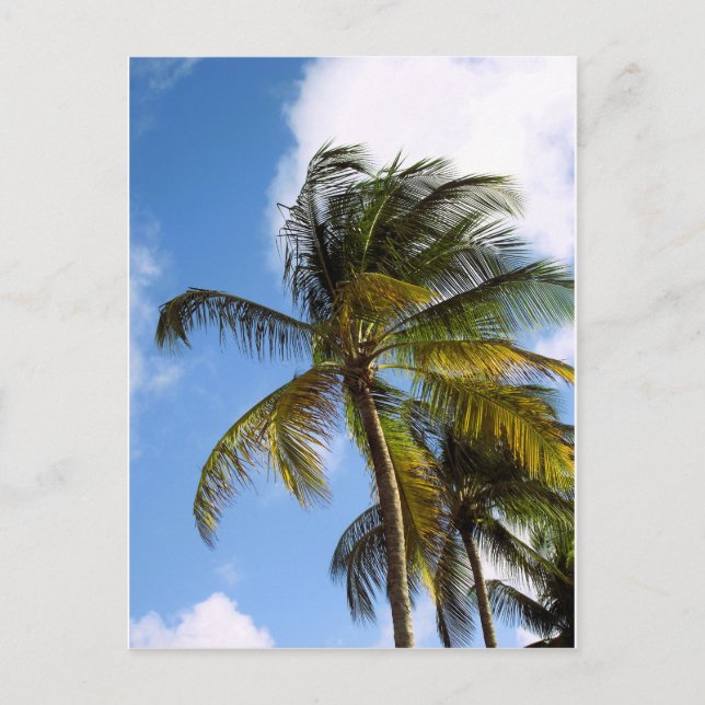 Palmenbaum Postkarte (Vorderseite)