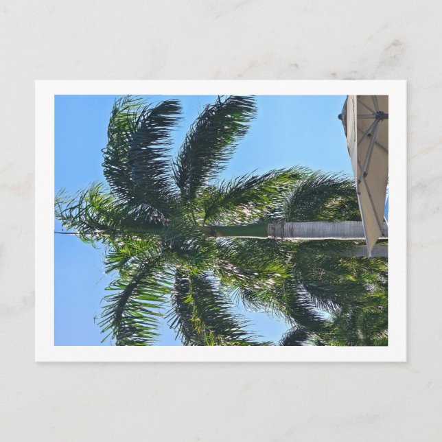 Palmenbaum Postkarte (Vorderseite)