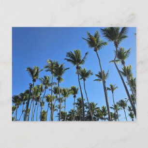 Palmenbaum-Postkarte Postkarte