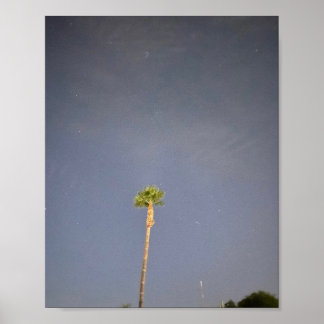 Palmenbaum und Sterne ✨  Poster