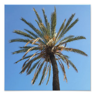 Palmenkrone Fotodruck