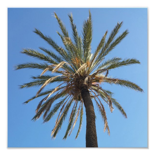 Palmenkrone Fotodruck (Vorne)