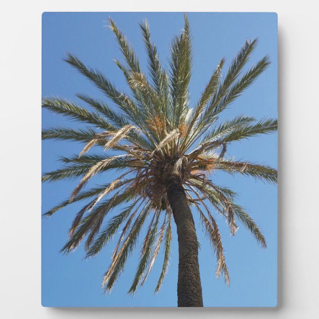 Palmenkrone Fotoplatte (Vorderseite)