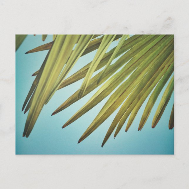 Palmenwedel am Sommerhimmel Postkarte (Vorderseite)