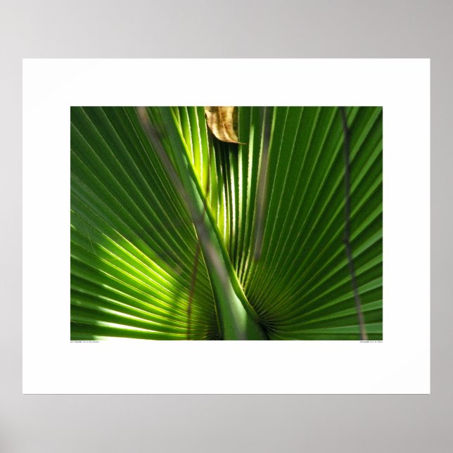 Palmetto-Foto schließen Poster (Vorne)
