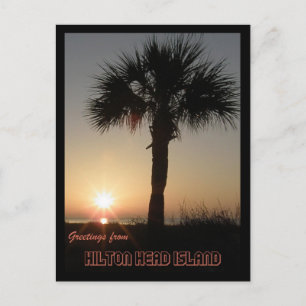 Palmetto in Dawn Postkarte