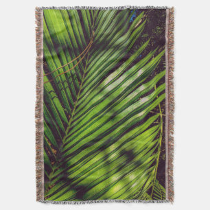 Palmfront, Kiefernnägel und Schatten wirbellose Ke Decke