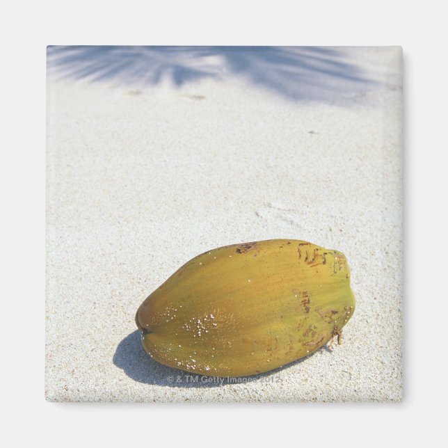 Palmfrucht Magnet (Vorne)