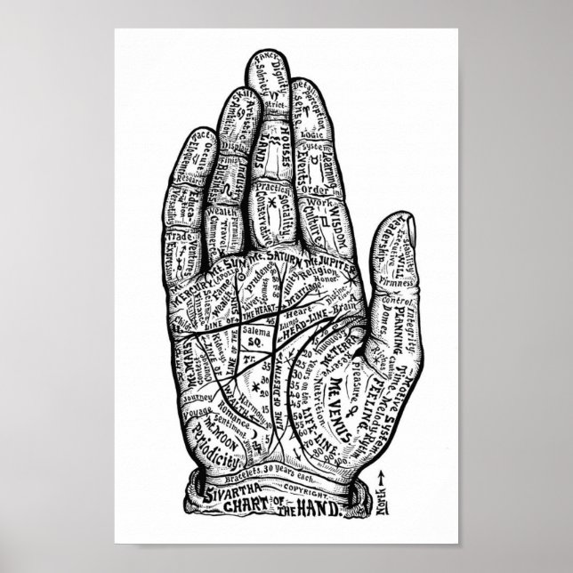 Palmitie Poster (Vorne)