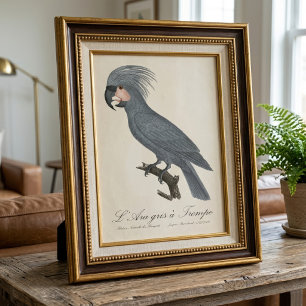 Palmkakadu, Probosciger aterrimus Fotodruck