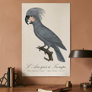 Palmkakadu, Probosciger aterrimus Poster