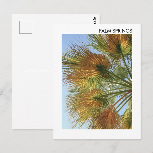 Palmsprings Palmen und Palmfronten Postkarte (Vorne/Hinten)