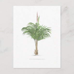 Palmzeichnungen Sammlung Postkarte