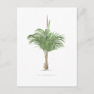 Palmzeichnungen Sammlung Postkarte