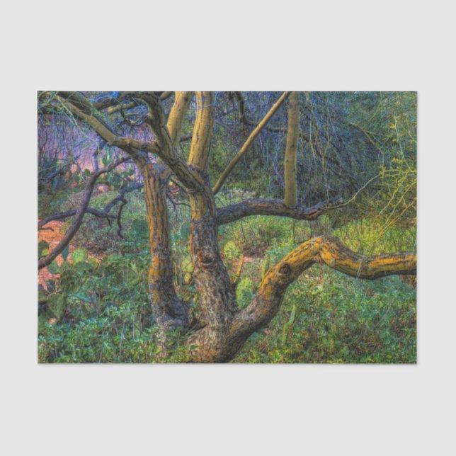 Palo Verde Baum Seidenpapier (Vorderseite)