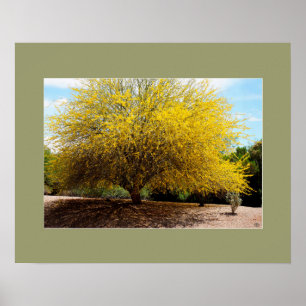 Palo Verde Tree Print Poster