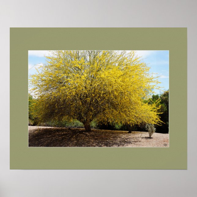 Palo Verde Tree Print Poster (Vorne)