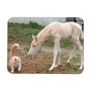 Palomino Baby Horse und Barn Cat Magnet