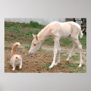Palomino-Baby-Pferd und Scheunen-Katze Poster