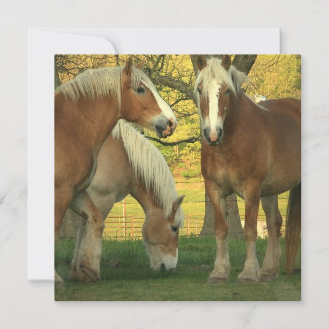 Palomino Einladung für Pferde (Vorderseite)