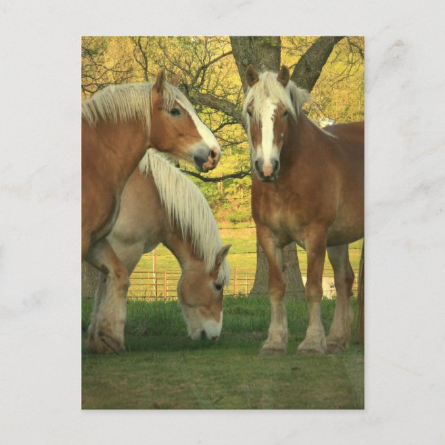 Palomino Entwurf Pferde Postkarte (Vorderseite)