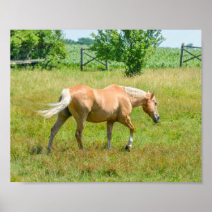 Palomino Farm Pferd Poster