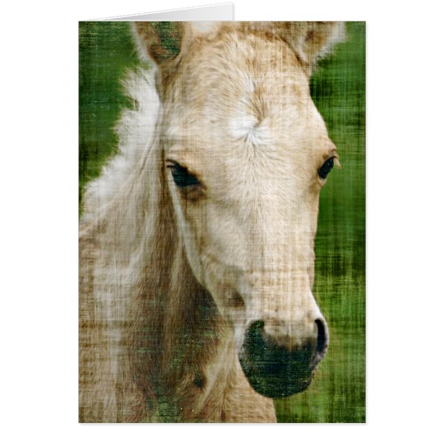 Palomino Foal (Vorne)