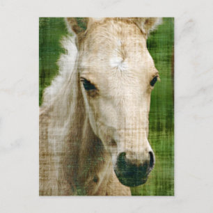 Palomino-Fohlen Postkarte