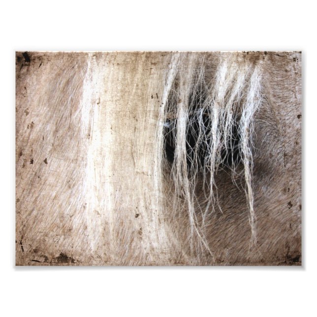 Palomino Grunge Fotodruck (Vorne)