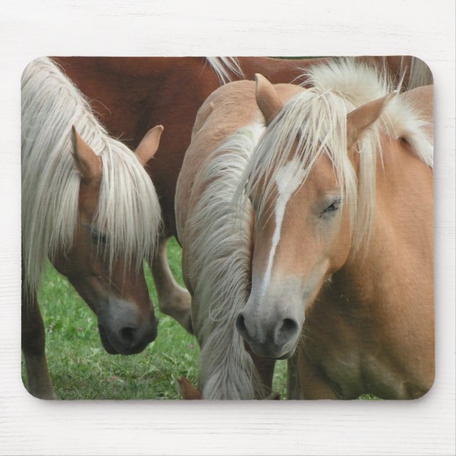 Palomino-Herde Mousepad (Vorne)