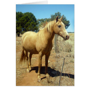 Palomino Horse Beauty,