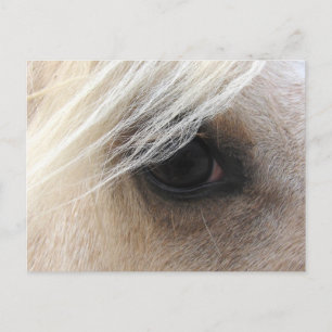 Palomino Horse Eye Postkarte
