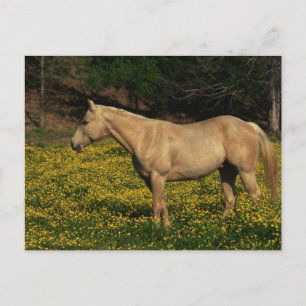 Palomino in gelben Blumen Postkarte
