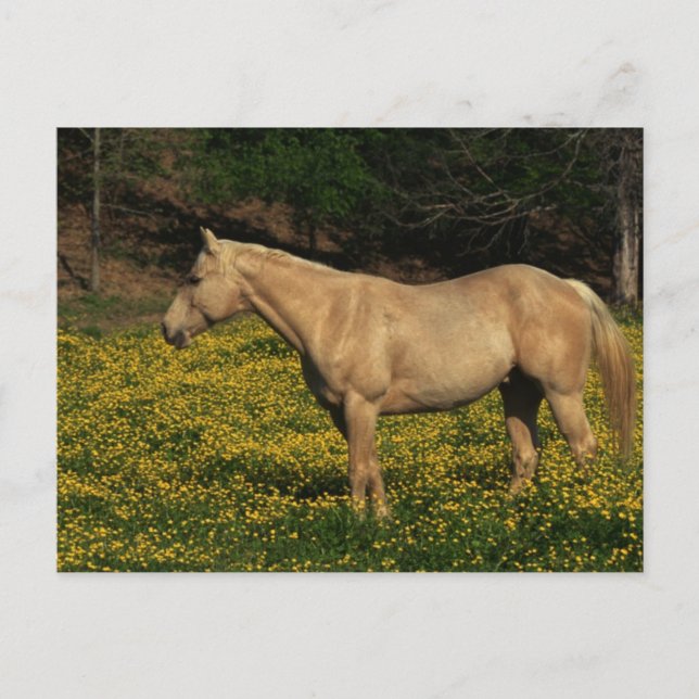 Palomino in gelben Blumen Postkarte (Vorderseite)