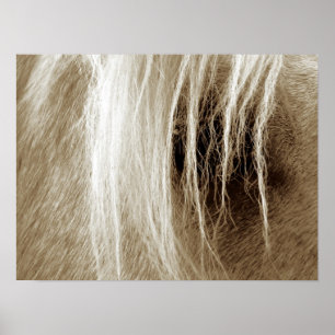 Palomino in Sepia Poster
