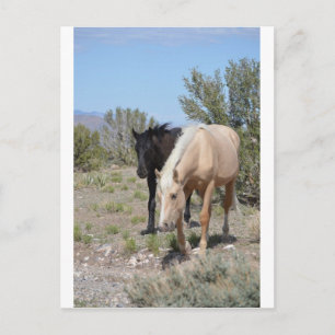 Palomino Mustang Postkarte