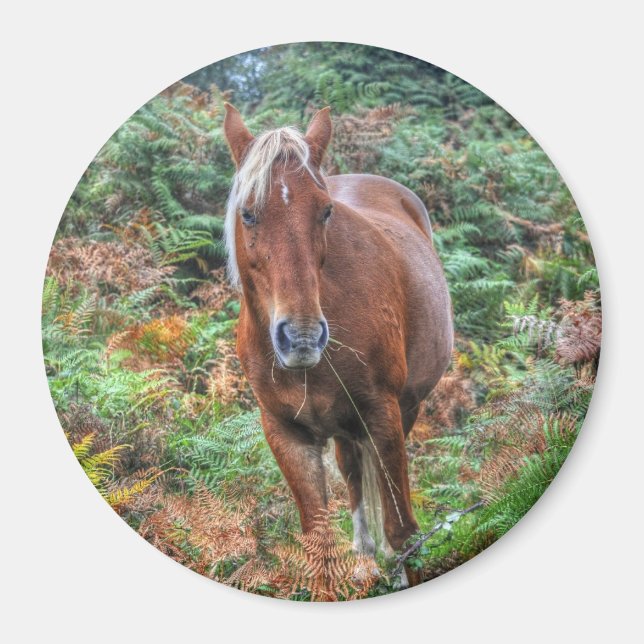 Palomino New Forest Pony Pferde-Liebhaber Geschenk Magnet (Vorne)