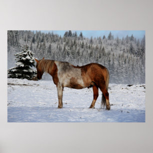 Palomino Paint Horse and Snow Equine Foto Poster